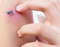 درمان آلرژی به حشرات